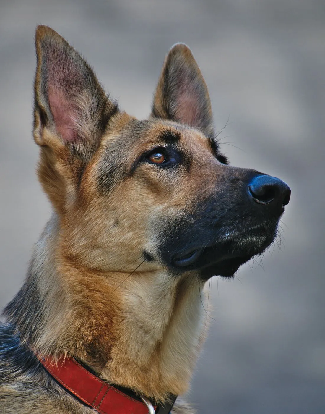 A German Shepherd in a red collar looking upward with ears raised.
